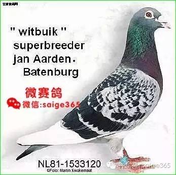 收藏国外网站找到的珍贵杨阿腾照片图集