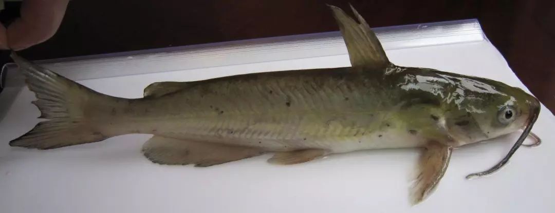 应对春季斑点叉尾鮰爆发性死亡疫情过冬的防控措施有哪些