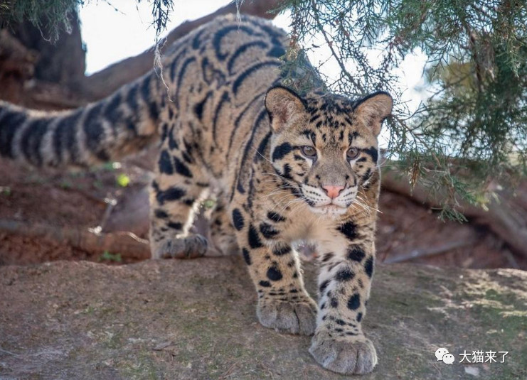 原创配对要趁早为提高繁殖成功率动物园把小云豹撮合成小情侣