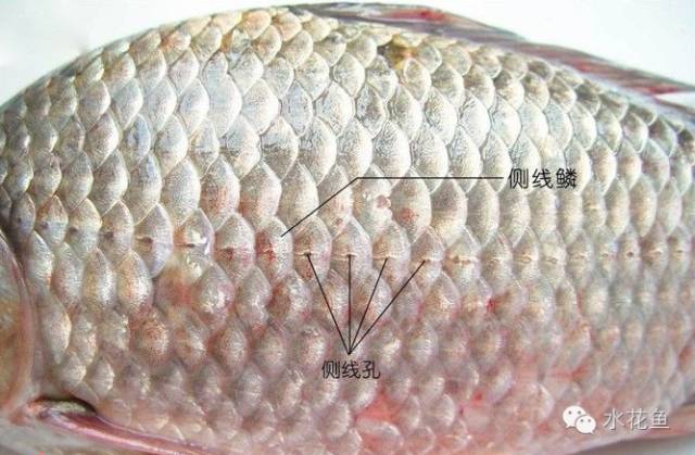 鱼类的感觉器官：侧线鳞与鱼类(鲫鱼)分类的重要依据_手机搜狐网