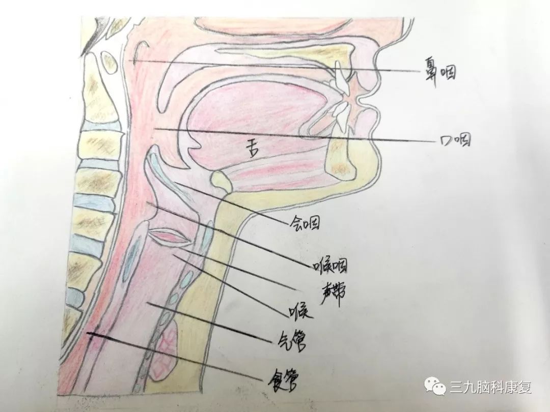 胃管在鼻腔的解剖图图片