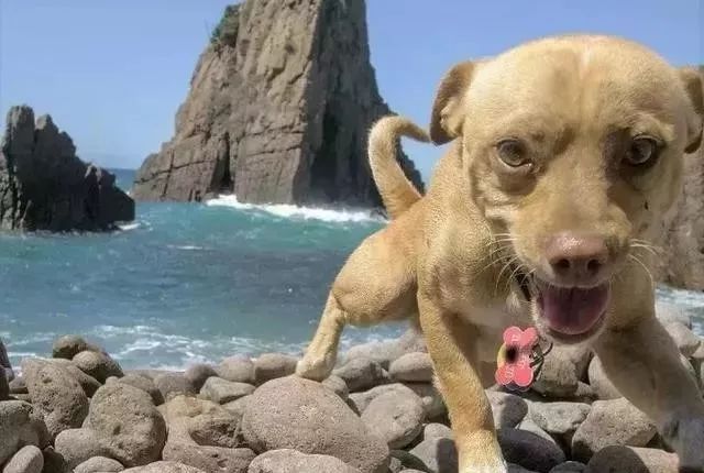 沙漠里遇见狗?它超自来熟爬上车"师傅,出发吧!