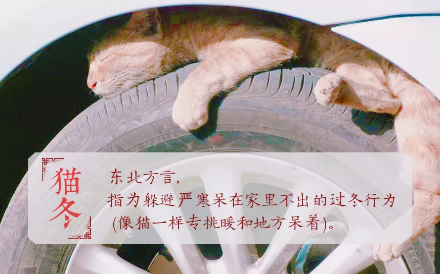 猫冬模式开启你就应该这么猫着