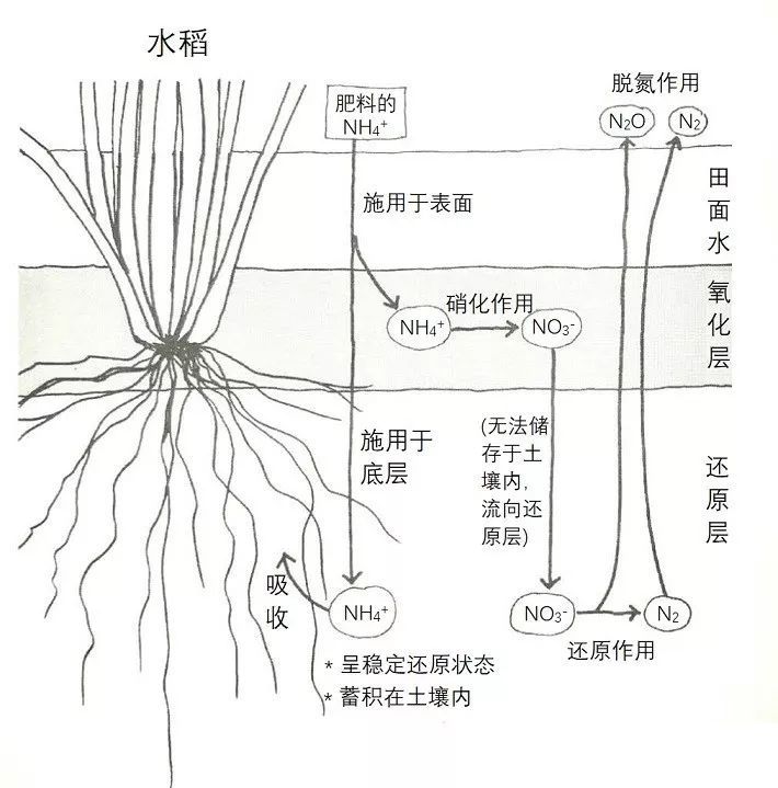 土壤的基础知识讲解20