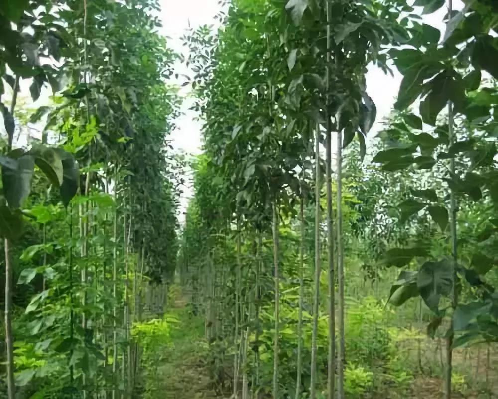 园林绿化中几种常见速生树种_木材