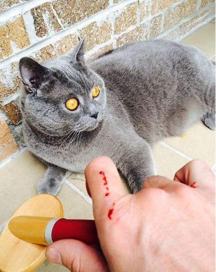 为什么猫咪喜欢咬主人手?看到最后一点,被暖到了