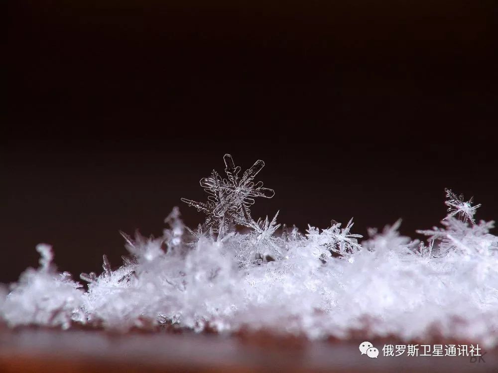 请欣赏俄罗斯卫星通讯社为您精选的照片! 黑色背景上的雪花.