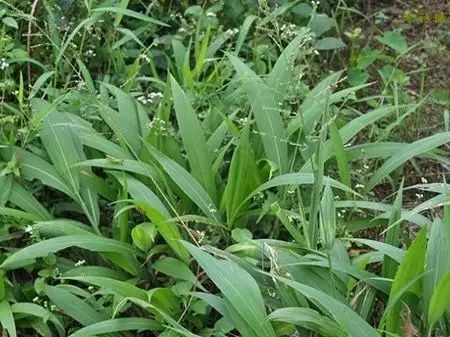 90種路邊的常見野花野草你能叫出它們的名字嗎