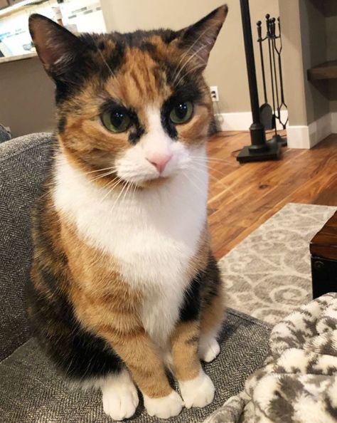 三花猫天生拥有特殊花纹就是这对浓黑眉毛太出戏了笑屎