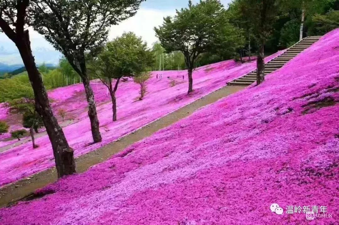 (露天滑梯) 再偷偷地告诉你花期到来时候,后岭花开简直美如仙境必定会