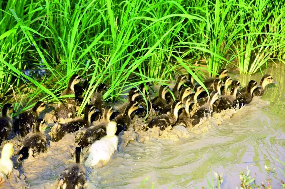 在小鸭子的眼中抬头望去,是辽阔的大地煦暖的阳光,咕咕的鸟鸣大自然的