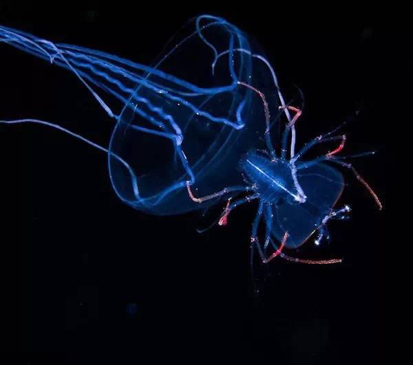 深海隔绝日月,幽冷黑暗,这里生活着大量发光的生物,他们的米粒之光