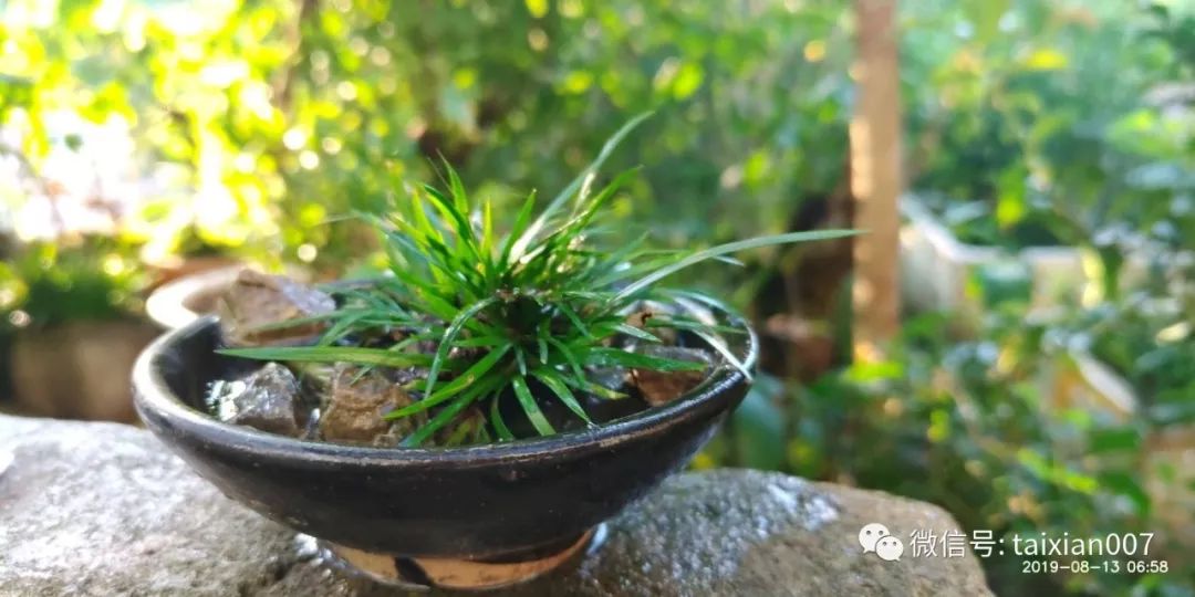 菖蒲盆景作品欣赏