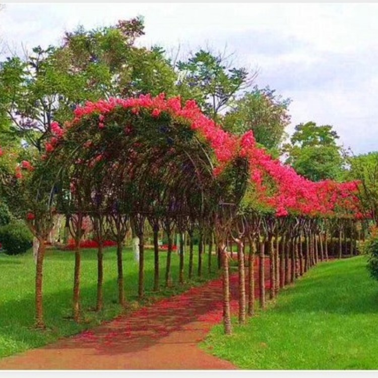 紫薇花瓶花卉盆景植物造型铁艺骨架制作编织技术视频