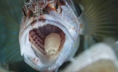 鱼虱寄生在鱼口腔里隐鱼寄生在海参肛门里槲寄生是一种寄生在槲树上的