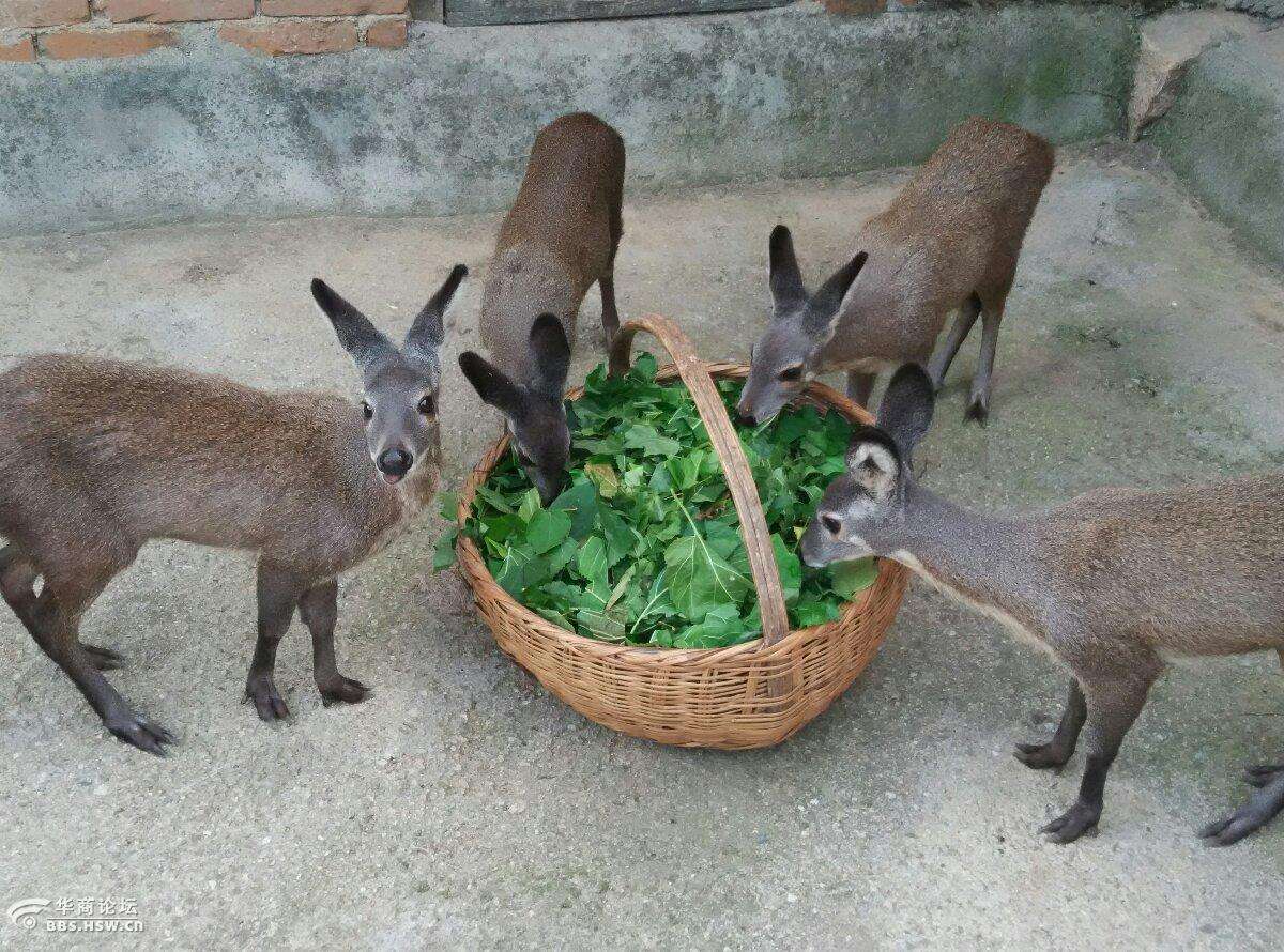 林麝养殖基地及林麝提取加工农林特产品交易配送中心建设项目可行性