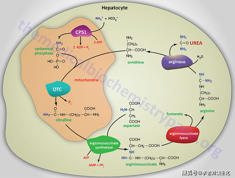 尿素循环过程.引自themedicalbiochemistrypage
