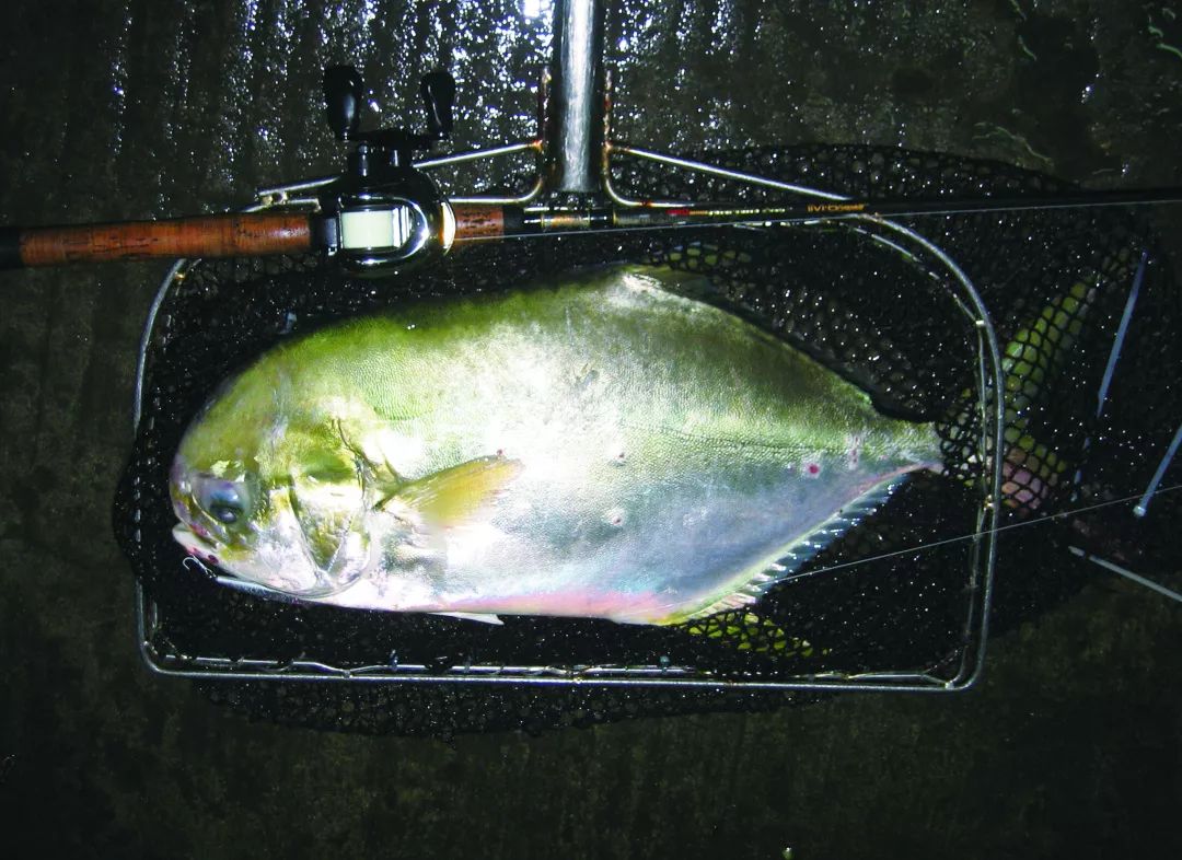 路亚对象鱼之黄腊鲹篇据说20年前还挺贵上