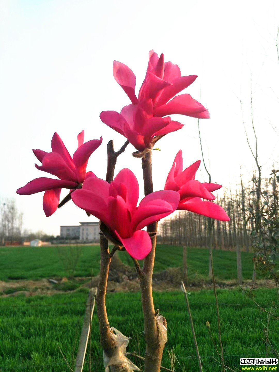 广东可以种娇红一号玉兰花吗?