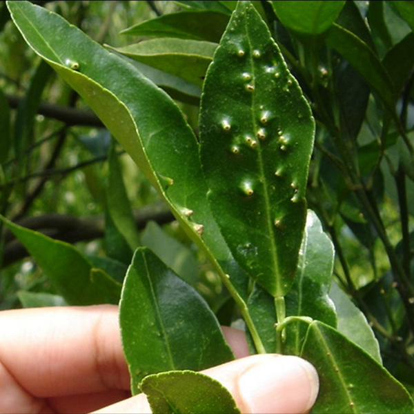 柑橘种植时常见病虫害及防治方法