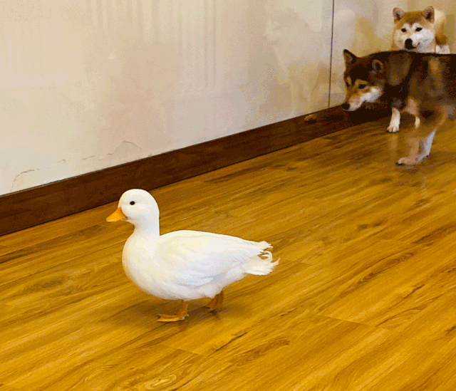 640_549gif 动态图 动图