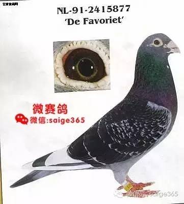 【收藏】国外网站找到的珍贵杨阿腾照片(图集)_种鸽