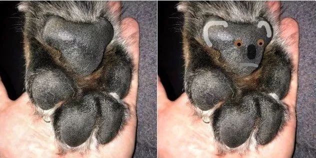 铲屎官在狗狗的脚掌上发现了一只小考拉,网友惊了:我家也有!