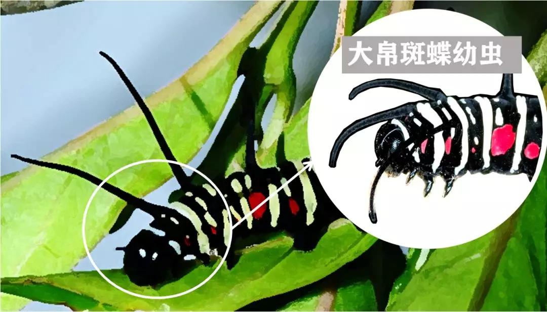 脏辫梳在头,烦恼我也有_蝴蝶