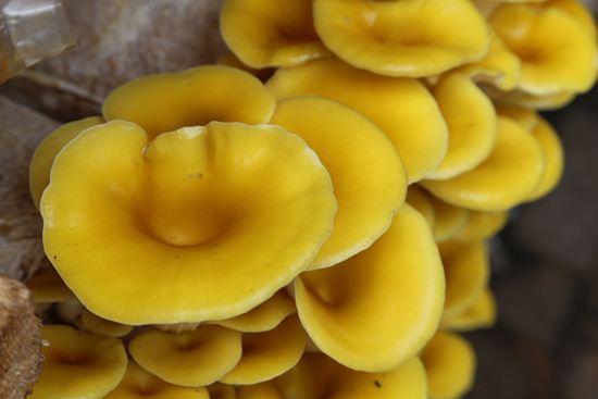 原创珍稀菌种榆黄蘑如何人工栽培