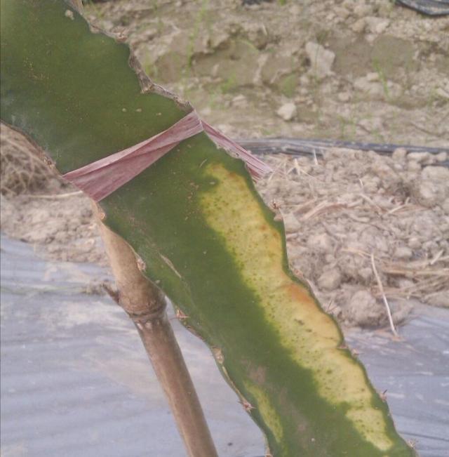 火龙果软腐病防治有妙招