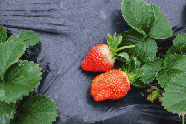 青白江草莓采摘攻略莓好心情从一篮草莓开始吧