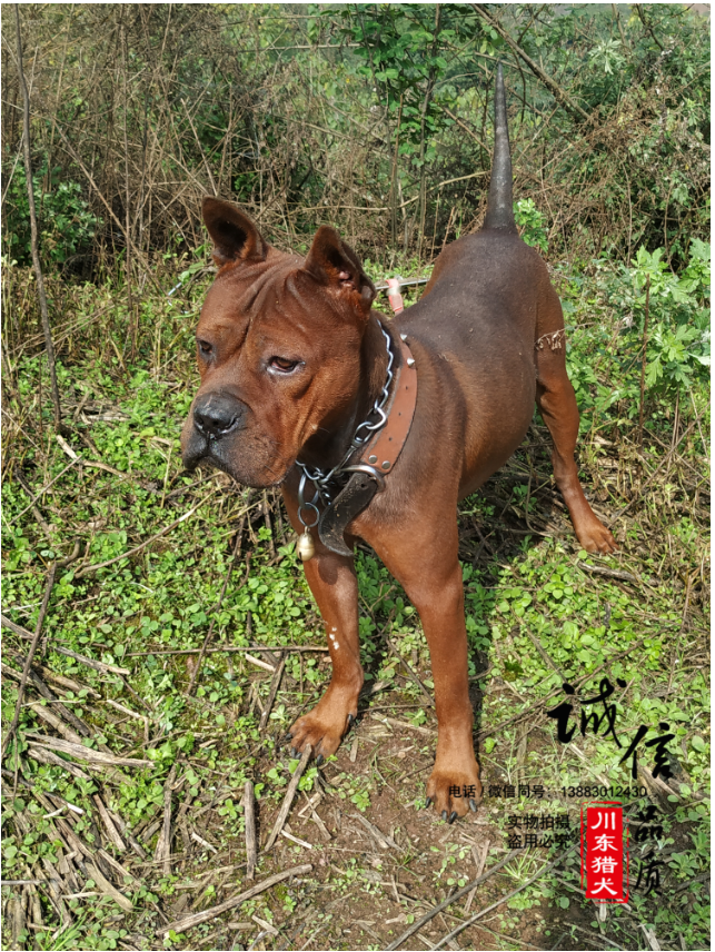 原来 我们的川渝地区的川东猎犬 有着这么牛逼的高贵血统!