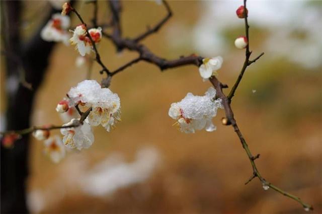 原創冬日讀詩李清照的6首梅花詞只有這首年年雪裡分外耐讀