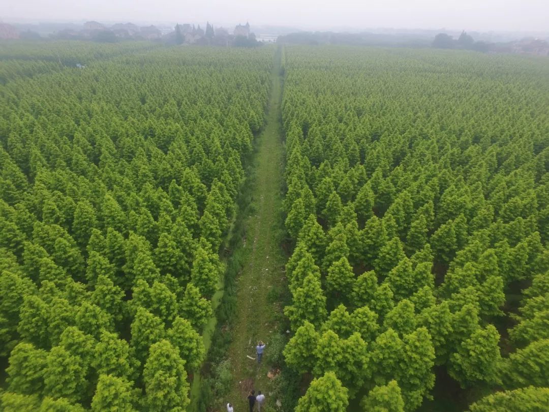 合作单位江苏省大型苗木企业全国十佳苗圃江苏省乡土人才三带新秀称