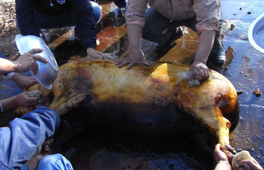 中国最独特的"杀年猪,不用开水用火烧,猪皮半生不熟直接吃