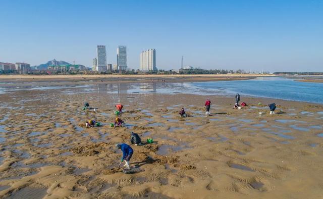 荣成海滩赶海钓蛏子了