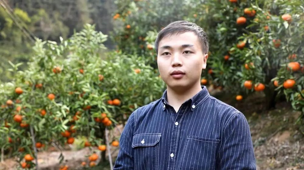 湘江乡果园大丰收果农采摘忙