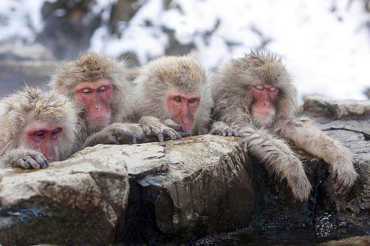 【藝聞】「搞笑動物攝影獎」入圍作品揭曉 泡溫泉的猴：唔！爽！ - 藝術巡禮 - 橙新聞