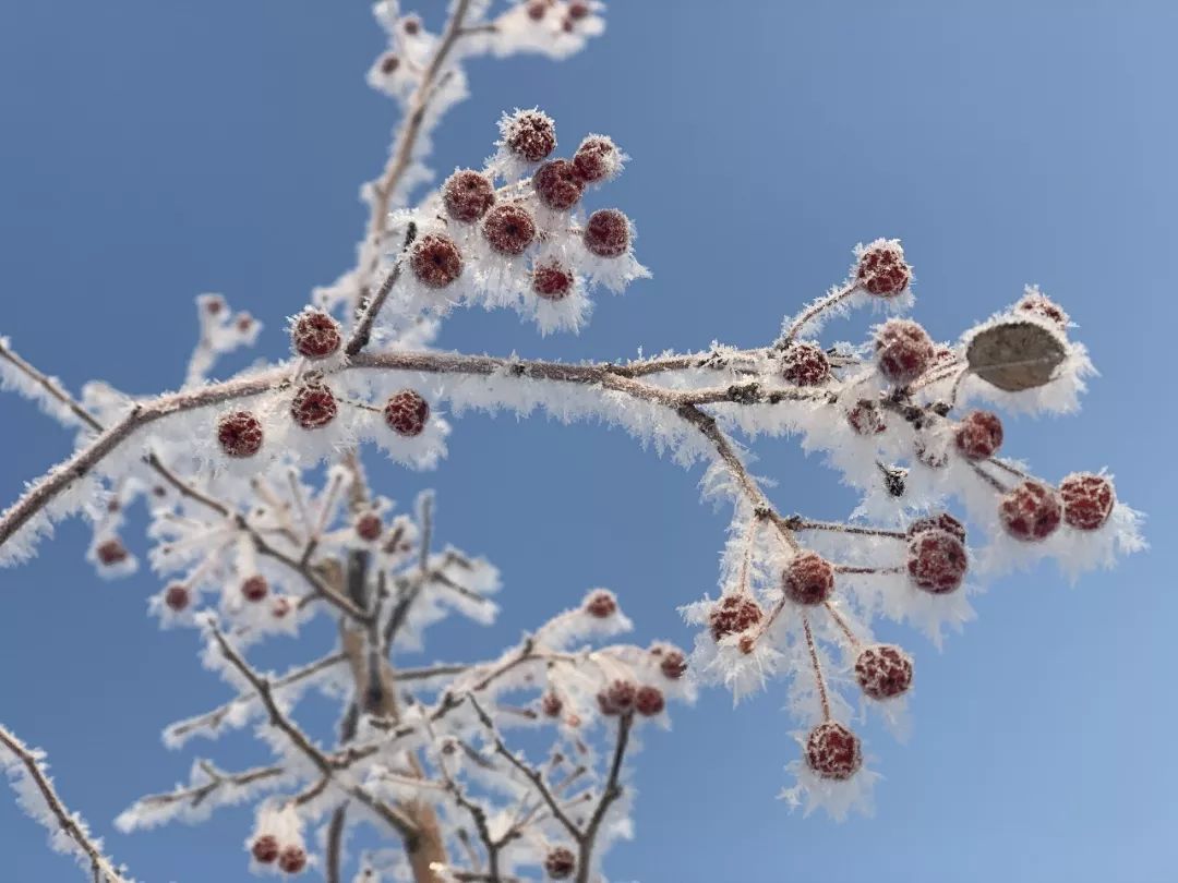 东河一景雪树银花