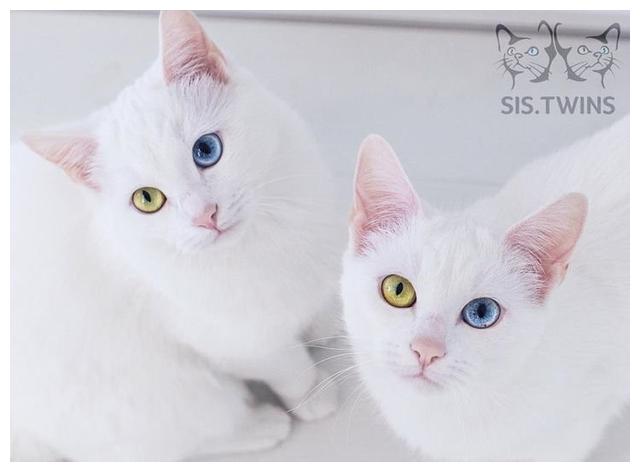 它们被称为"世界上最好看的猫",在过去几年里,它们一直用两种颜色的