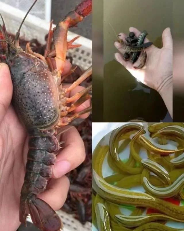 小龙虾养殖过程中的天敌处理全攻略看看你有熟悉的方法吗