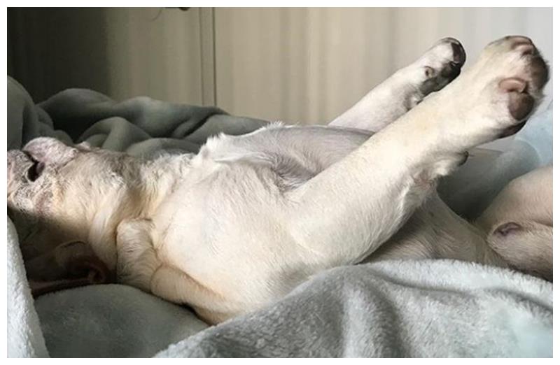 这只柴犬抱着腿睡觉的"水蚤式睡姿"照片超级治愈,一般比较常看到猫咪