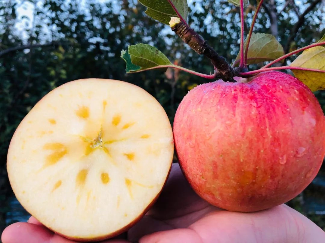天越冷它越甜这苹果养活10000山西老农10个有9个冰糖心278元85斤包邮