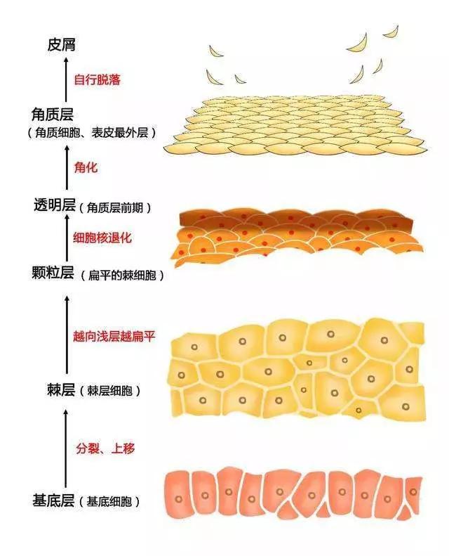 皮肤层次厚度示意图图片