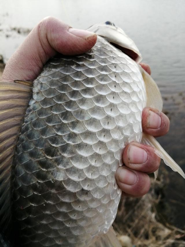 冬至到寒钓三九来吃完饺子钓板鲫