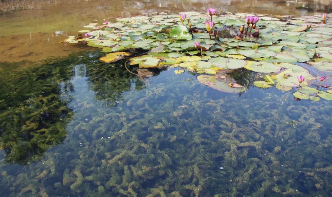 佛山罗村孝德湖有片「水下森林」? 预计明年覆盖率可达70%以上