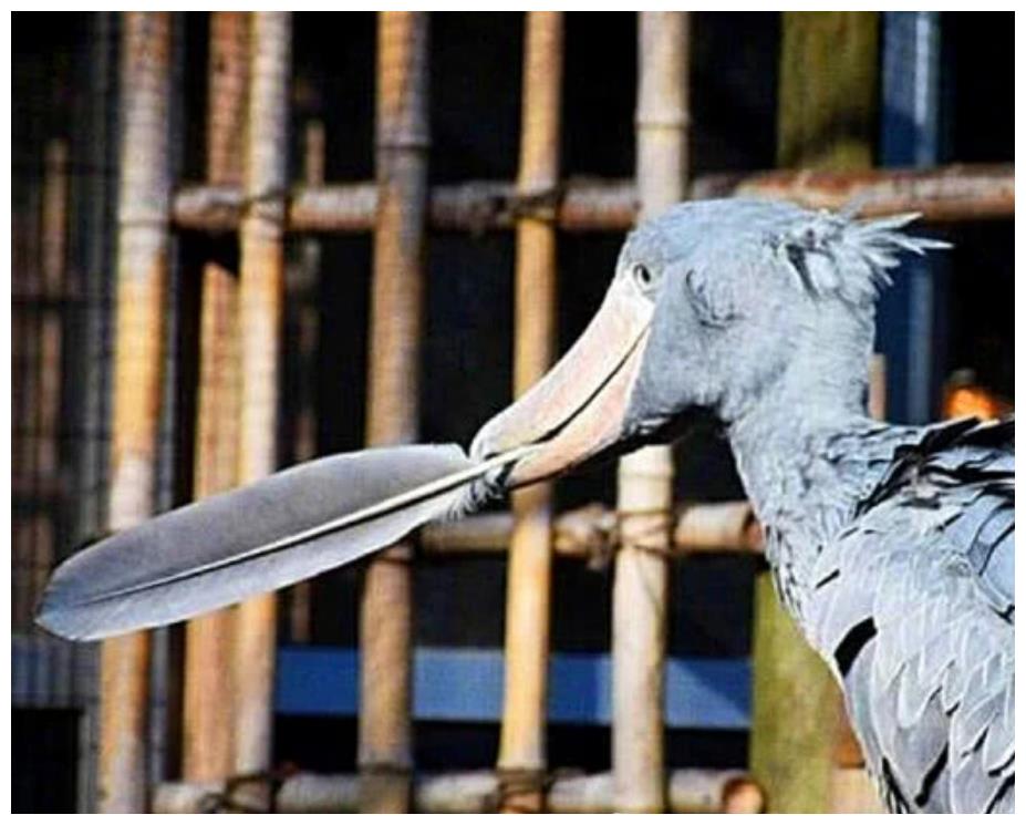 那么大家对于这种憨憨鸟有什么自己的观点和意见吗?