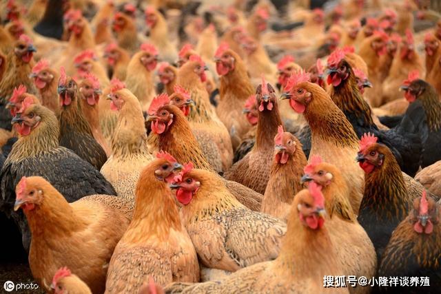 近两年养殖业养什么好一点 近两年养殖业养什么好一点呢