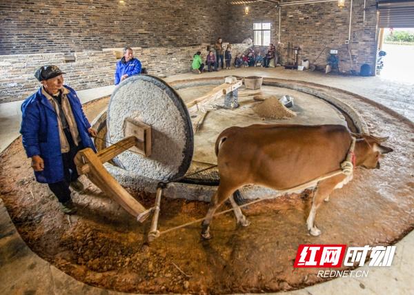 道县祥林铺镇上渡村,村民在通过牛拉石碾子碾制茶粉.