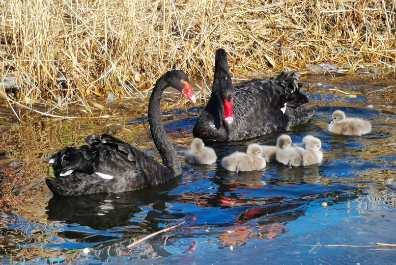 圆明园喜添6只冬至黑天鹅小宝宝看完心都化了